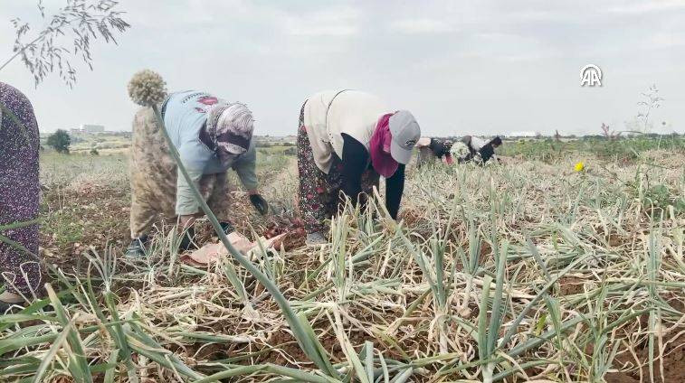 Hasadı başladı kilosu 30 TL. Şafak vakti toplanıyor Kansere kalkan oluyor - Resim: 13